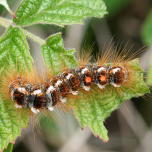 Browntail Moth Infestation And Rash Get The Facts Now