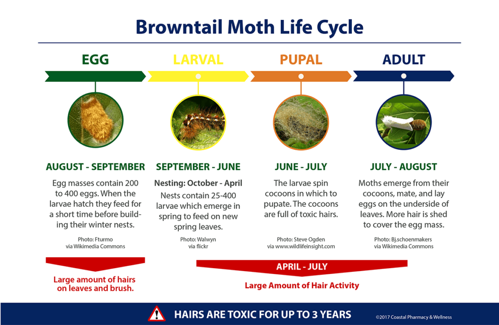 Browntail Moth Infestation And Rash Get The Facts Now   BrownTailMoth Timeline 1200 1024x668 